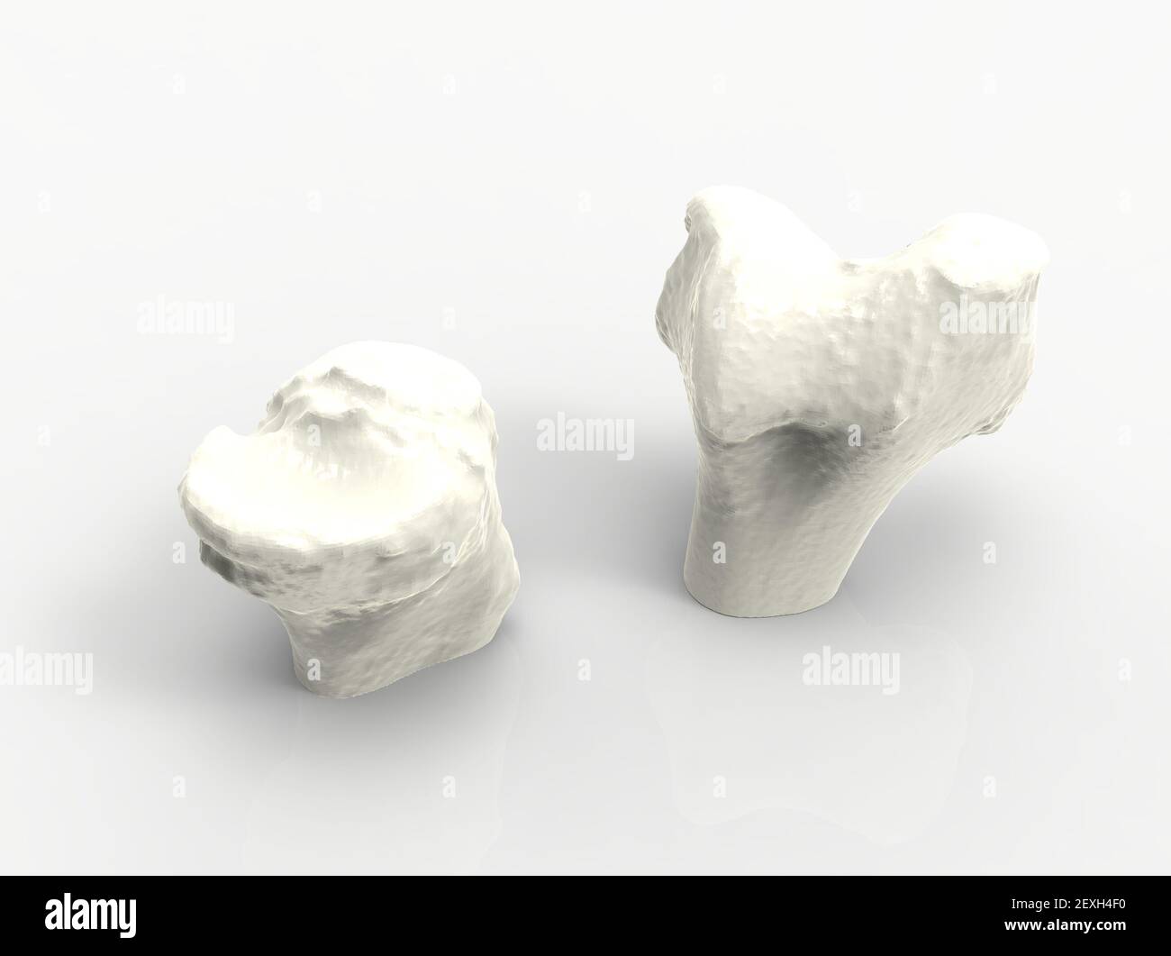 Modell der menschlichen Knochen des Knies, Femur und Tibia, 3D Render Stockfoto