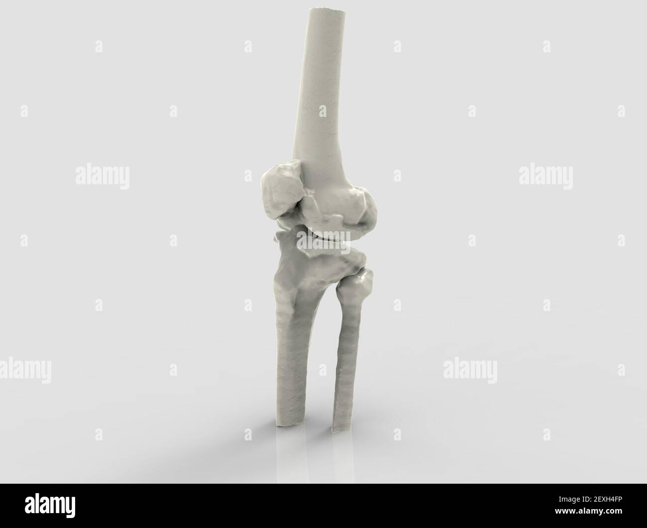 Modell der menschlichen Knochen, Knie, 3D Render Stockfoto