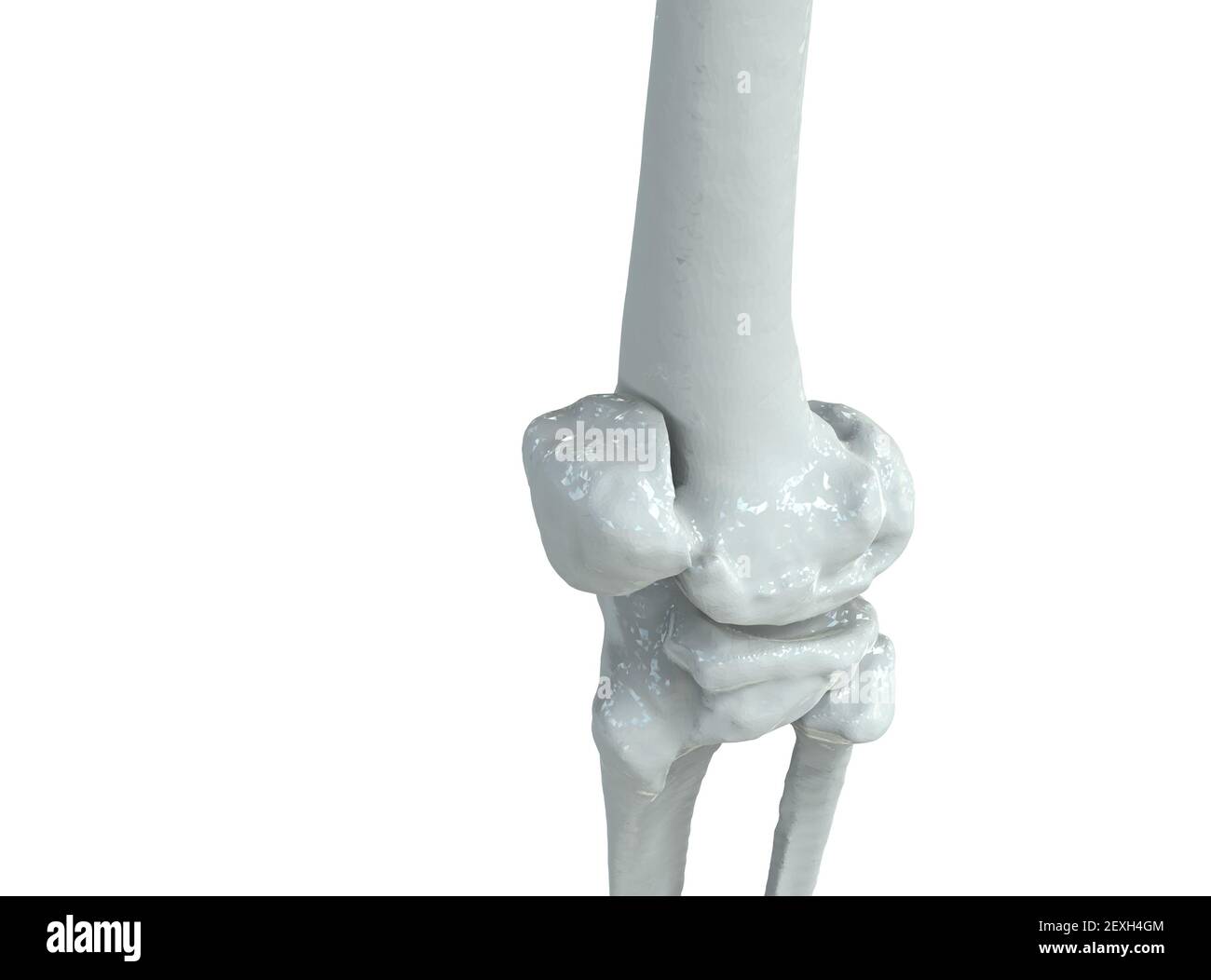 Modell des menschlichen Knies auf weißem Hintergrund, 3D Render Stockfoto