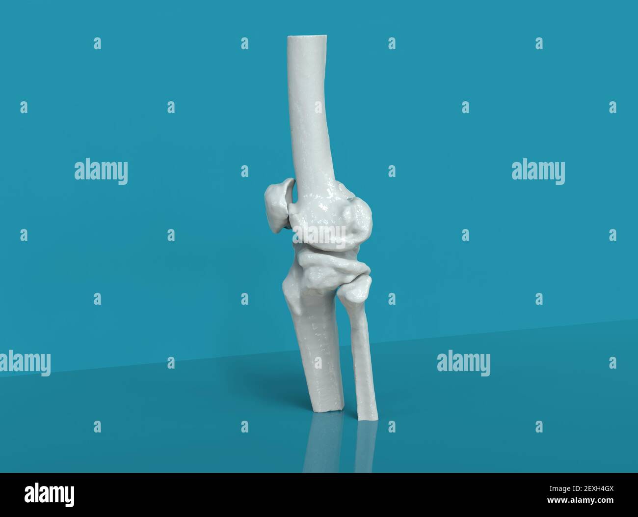 Modell der menschlichen Knochen, Knie, 3D Render Stockfoto