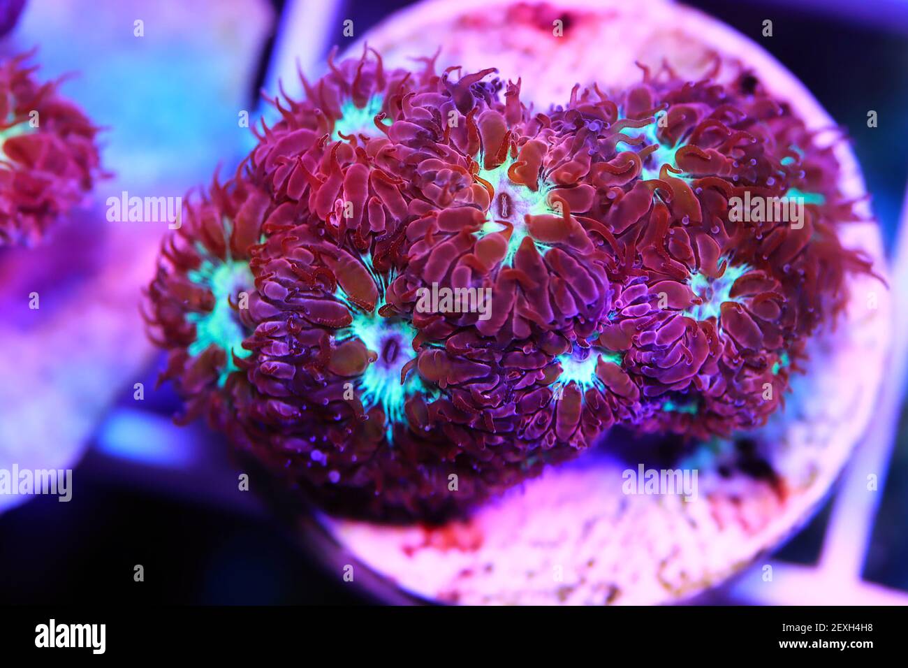 Rosa Polypen von Blastomussa Meletti LPS Koralle auf Frag Plug Stockfoto