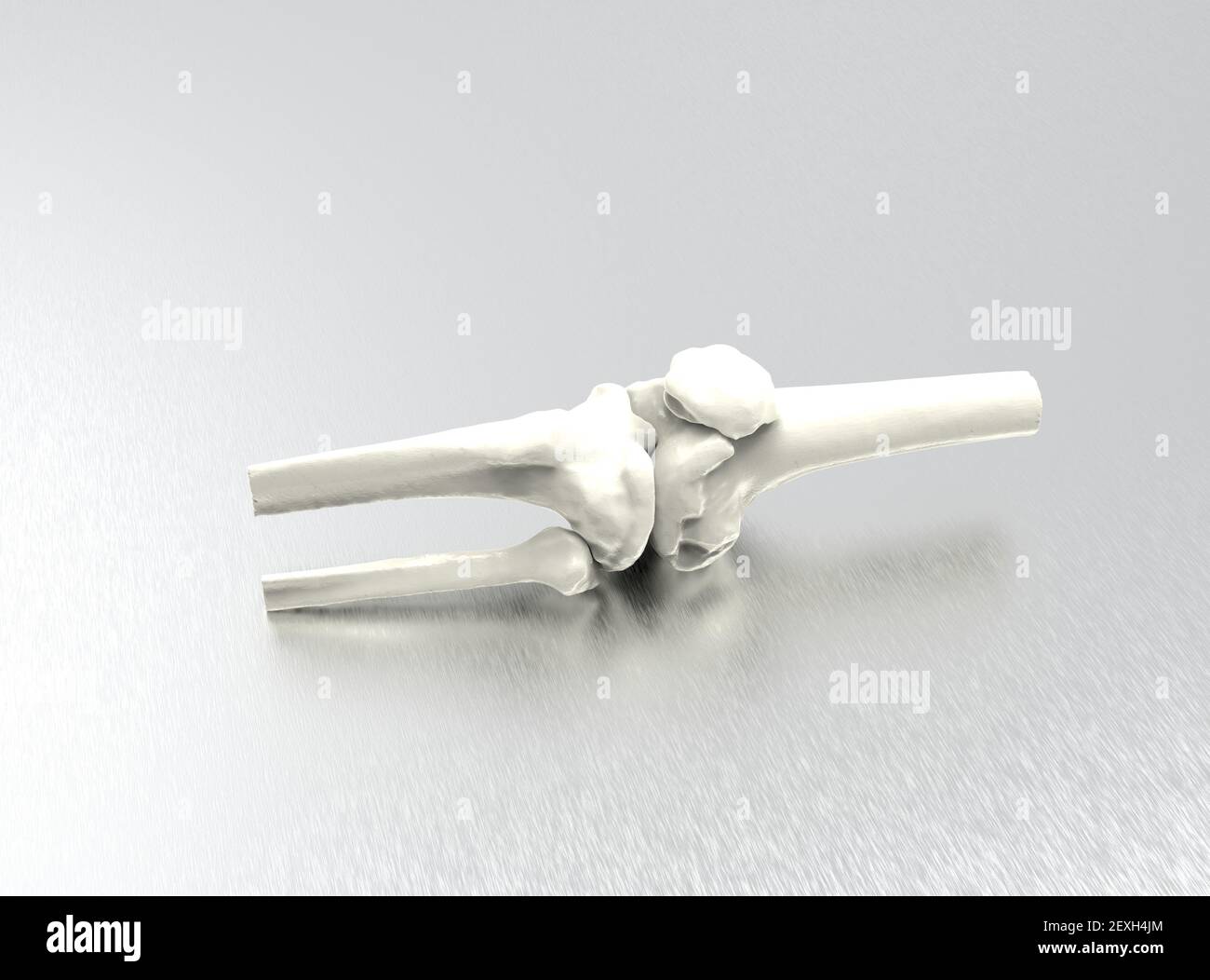 Modell menschlicher Knochen auf metallischem Hintergrund, Knie, 3D Render Stockfoto