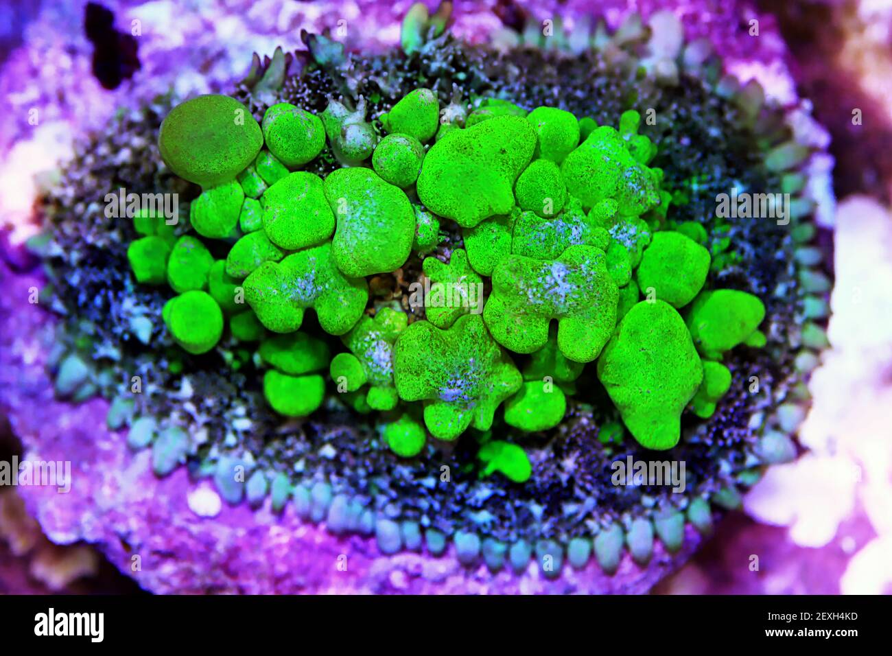 Erstaunliche Biohazard Rhodactis grünen Sprungpilz Koralle Stockfoto