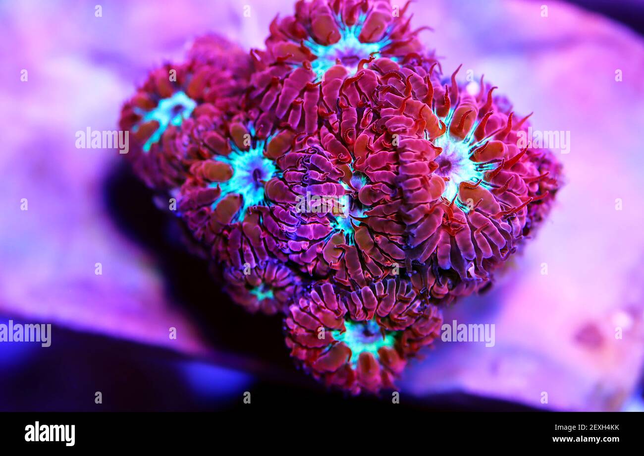 Rosa Polypen von Blastomussa Meletti LPS Koralle auf Frag Plug Stockfoto