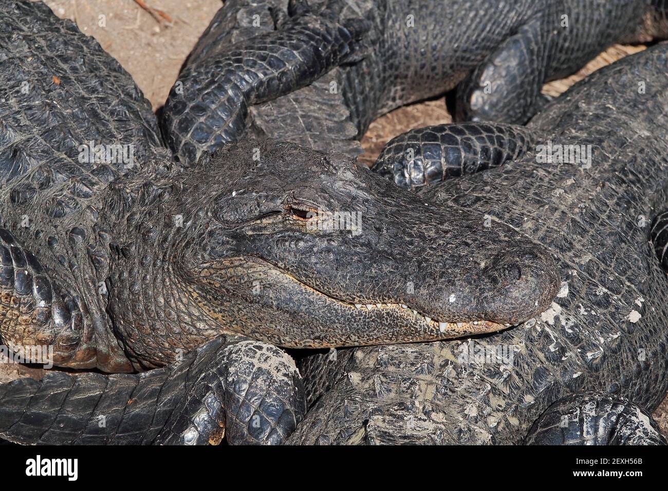 Mehrere amerikanische Alligatoren - A. mississippiensis - Erwärmung in der Sonne neben Florida Sumpf. Stockfoto