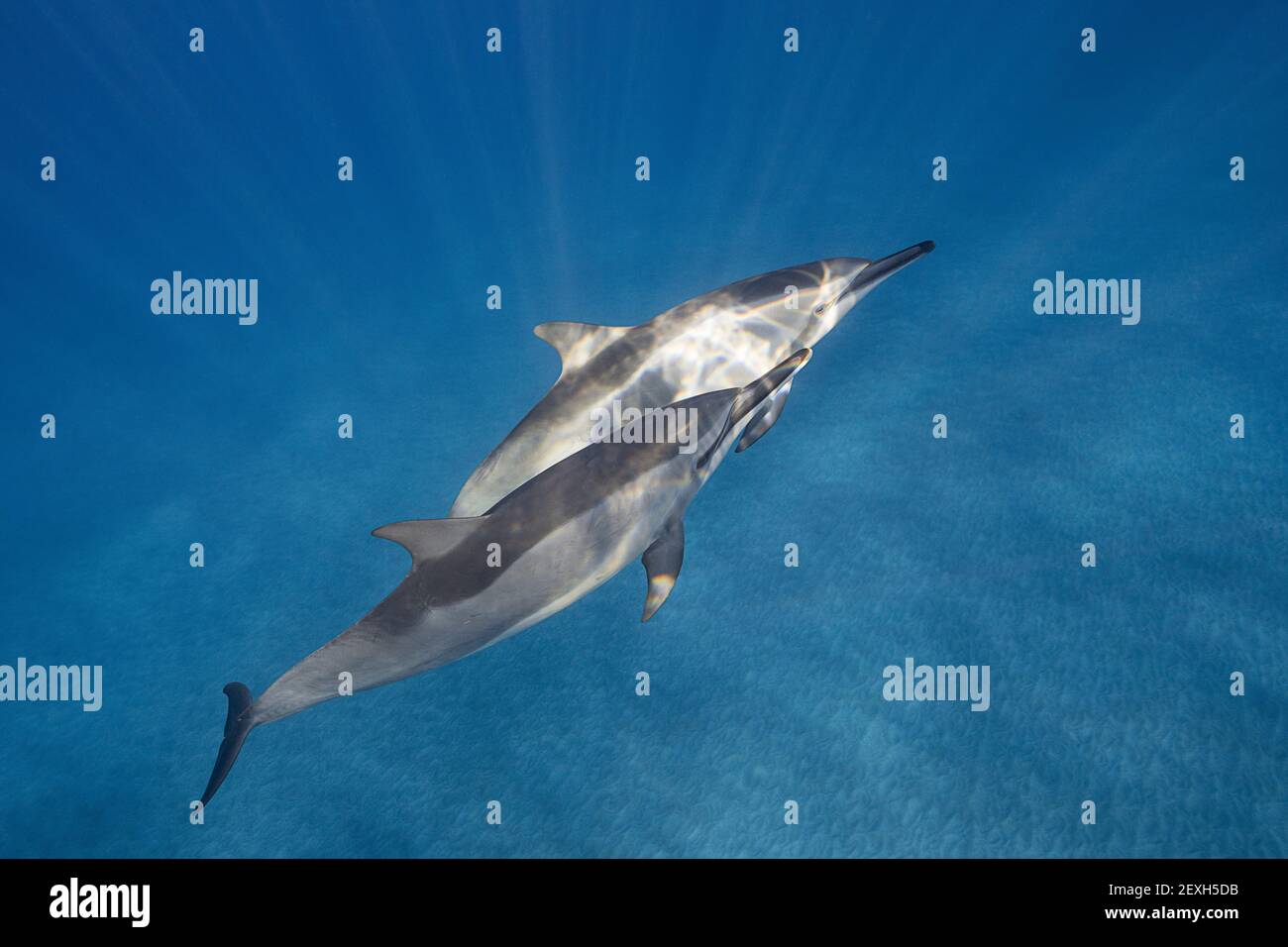 Hawaiianische Spinnendelfine oder Grauer Spinnendelfin, Stenella longirostris longirostris, Ho'okena, Südkona, Hawaii ( die große Insel ), USA Stockfoto
