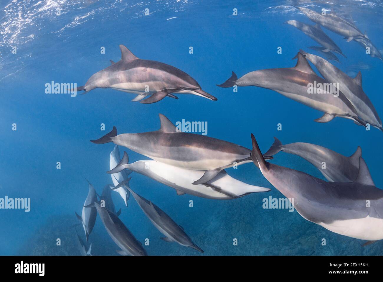 Schote von hawaiianischen Spinnendelfinen oder Grays Spinnendelfin, Stenella longirostris longirostris, ruht und gesellt sich, mit einem Paar Paarung, Hawaii Stockfoto