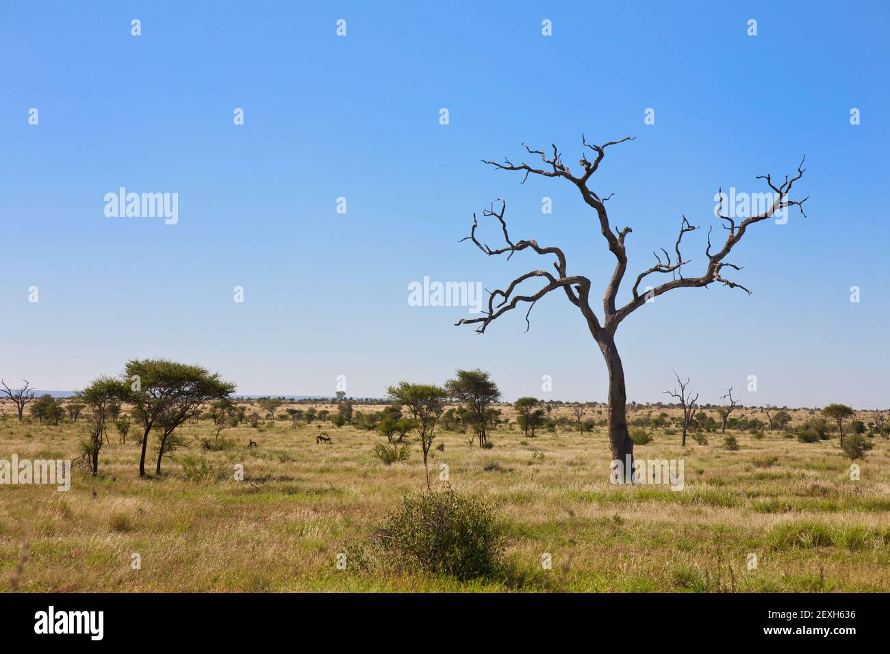 Savanna Bushveld Mit Bäumen Südafrika Stockfoto