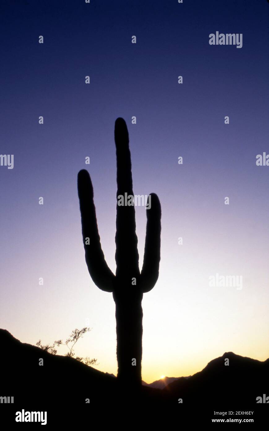 Kaktus bei Sonnenuntergang in Phoenix, AZ Stockfoto