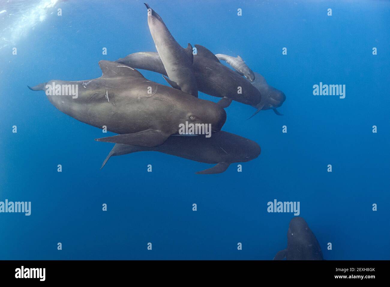 Schote von Langflossentäuberwalen, Globicephala melas, mit neugeborenem Kalb, zeigt noch fötale Falten, oben rechts, Straße von Gibraltar (Nord Atlant Stockfoto