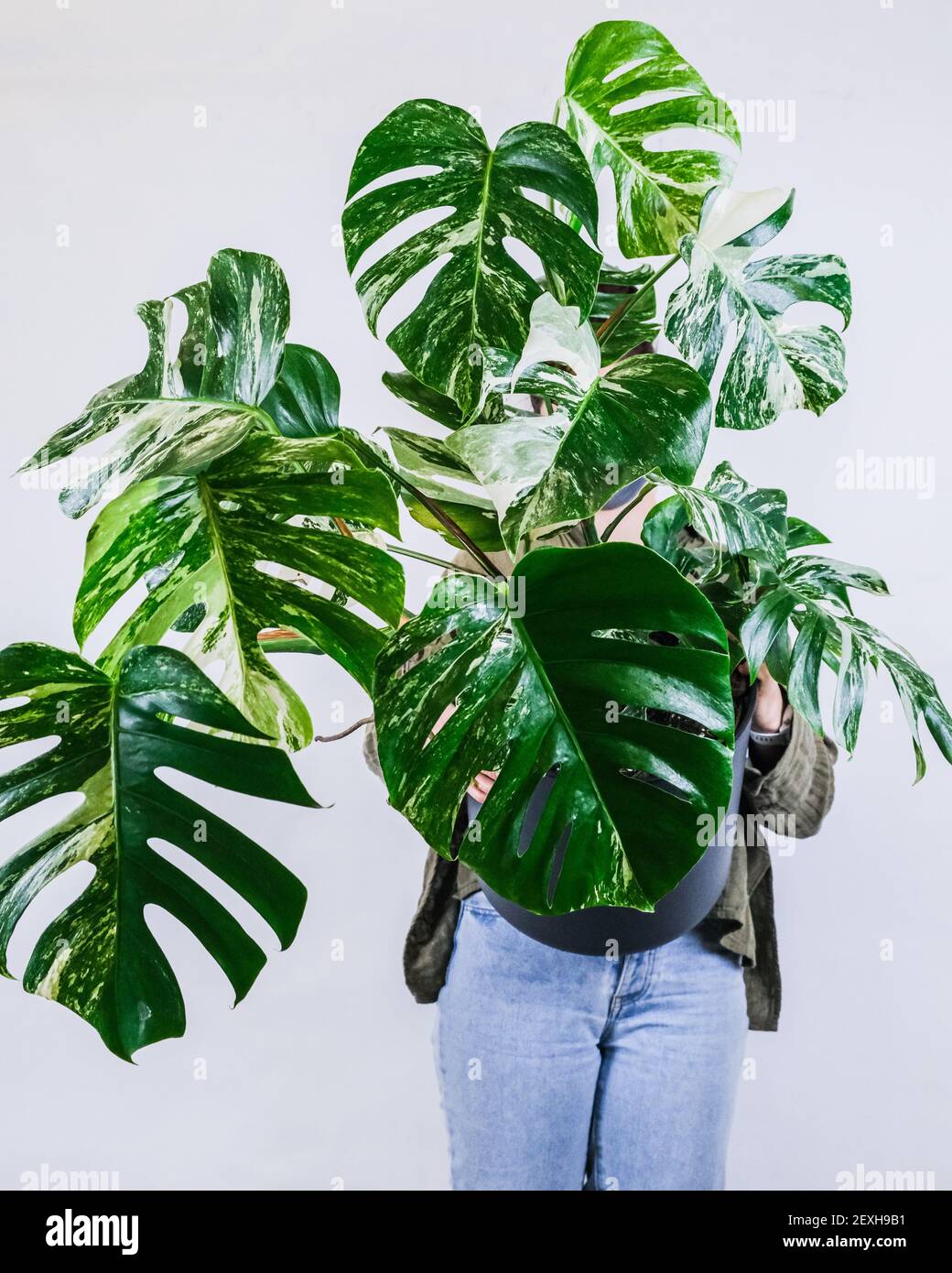 Eine Person, die einen eingetopften Monstera deliciosa gegen einen Grauen hält w Stockfoto