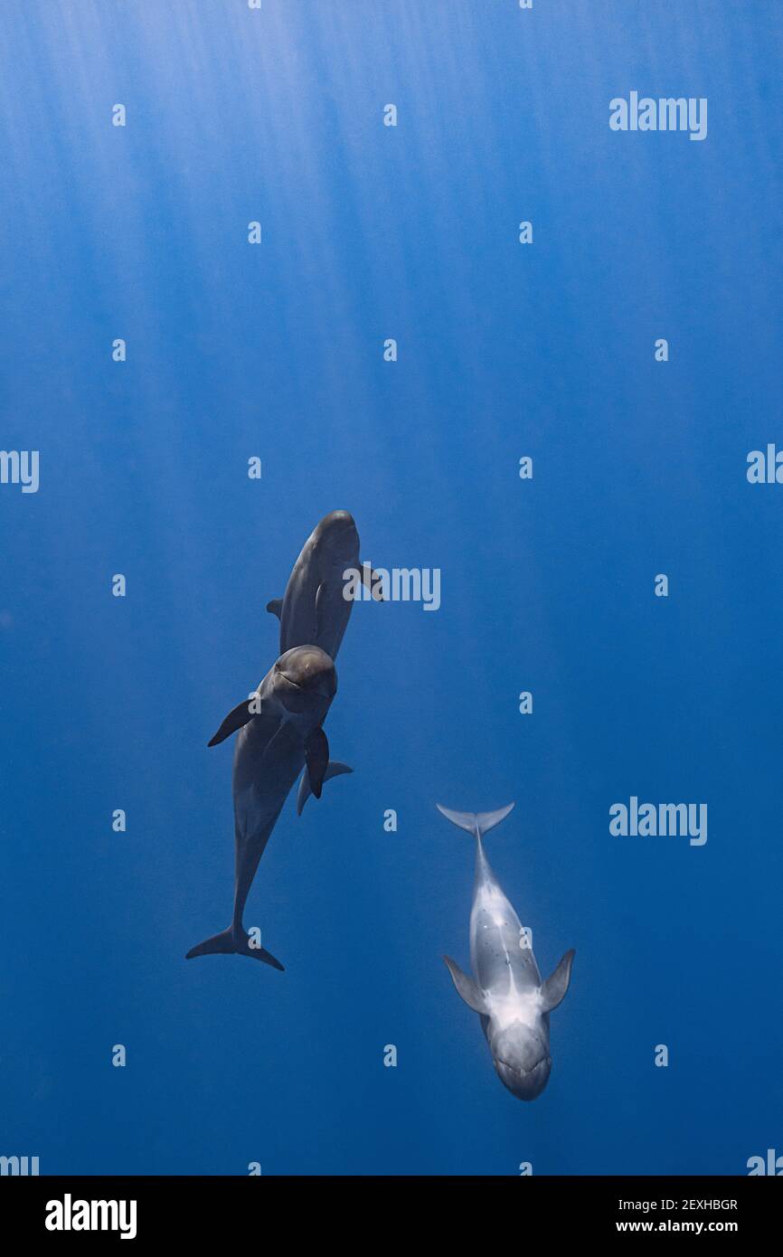 Pseudorcas, oder falsche Killerwale, Pseudorca crassidens, junge Weibchen, vor der Nord-Kona-Küste von Hawaii Island, Hawaiian Islands, USA (Pazifik) Stockfoto