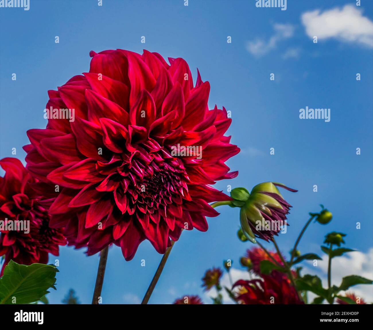 Rote Dahlie. Stockfoto