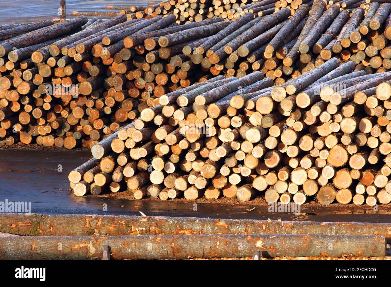 Lumber Mill Log Haufen Holz auf ihre Verarbeitung warten Stockfoto