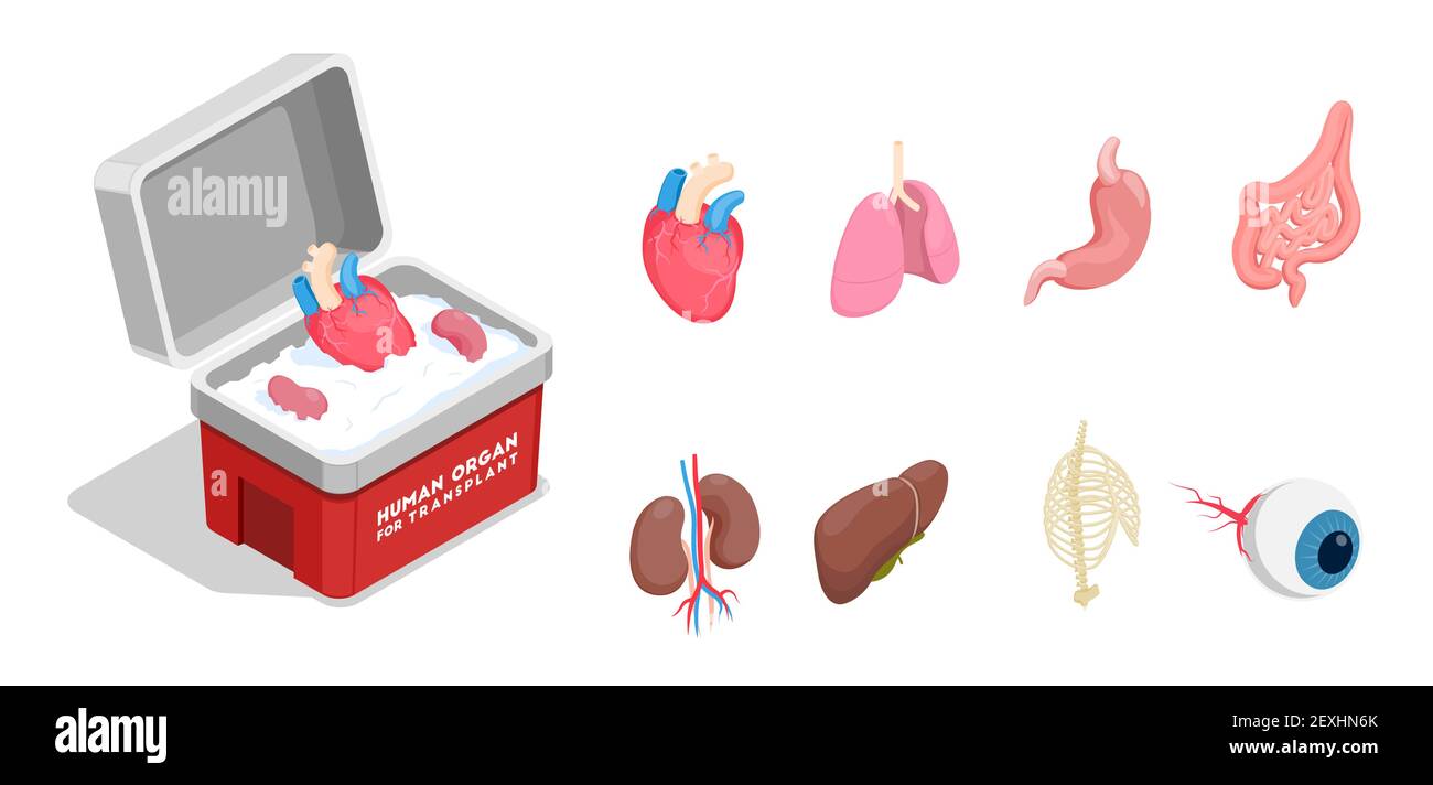 Isometrische Symbole mit verschiedenen menschlichen Spenderorganen für die Transplantation Isoliert auf weißem Hintergrund 3D Vektorgrafik Stock Vektor
