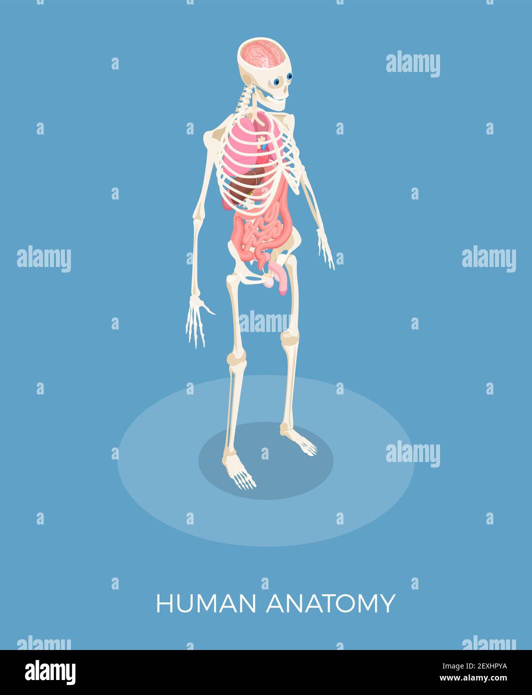 Menschliche Anatomie isometrische Zusammensetzung mit Skelett und inneren Organen 3D vektorgrafik Stock Vektor
