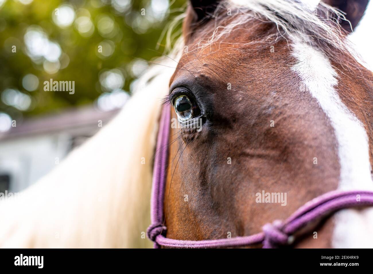 American Paint Horse Stute mit blauen Augen aus der Nähe Stockfoto