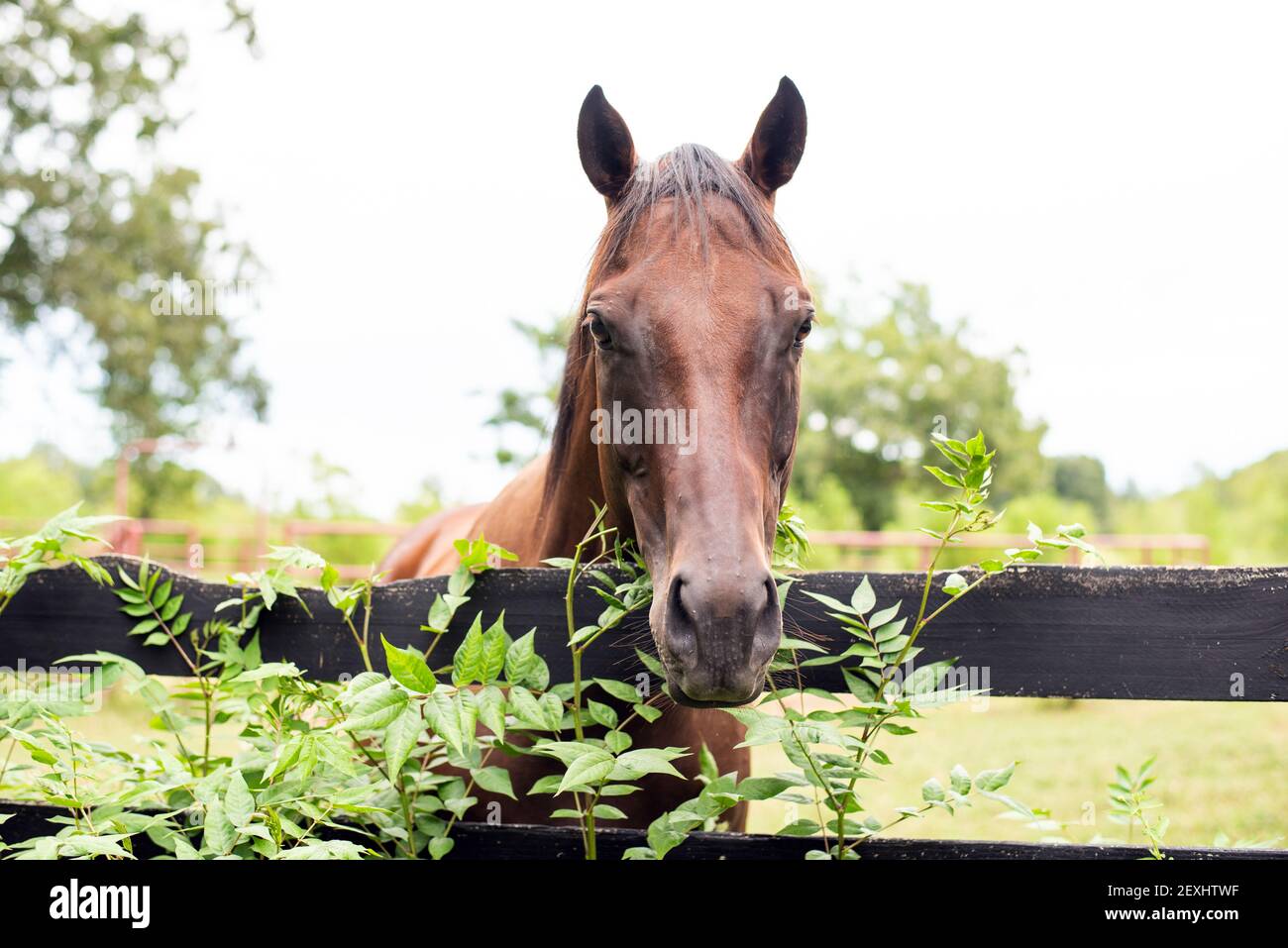 Vollblutstute in massiver Bucht, Pferd hinter Holzzaun mit Grün Stockfoto