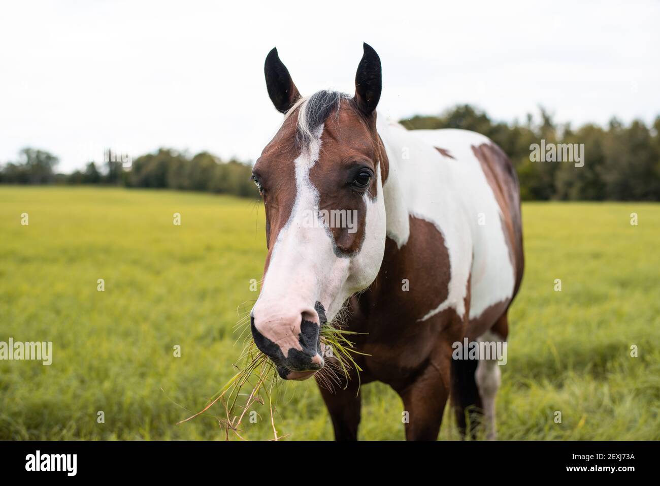 American Paint Horse Stute mit blauen Augen Stockfoto
