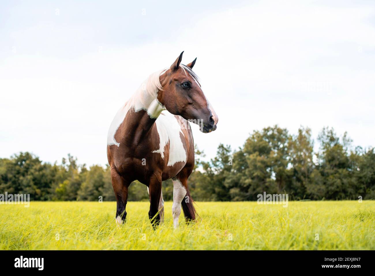 American Paint Horse Stute mit blauen Augen Stockfoto