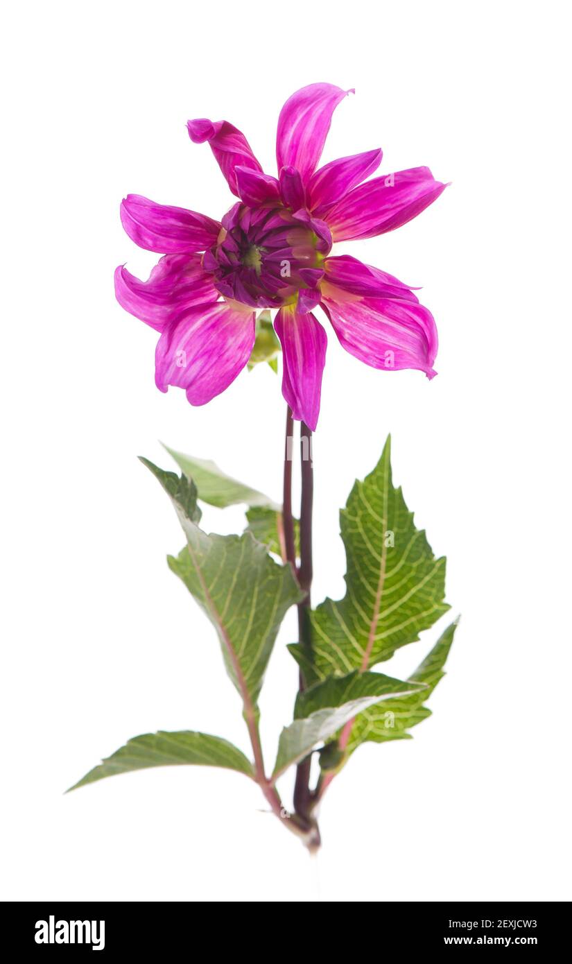 Rot, weiß, gelb Dahlia august bunten Hintergrund. Blick auf mehrfarbige Dahlia-Blumen. Schöne Dahlia Blumen auf grünem Hintergrund. Sommerblumen Stockfoto