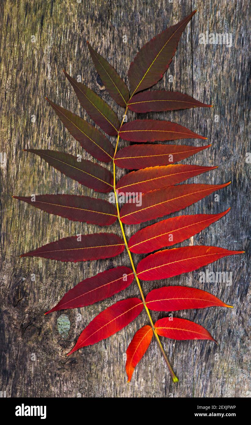 Gelbe nasse Herbstblätter auf dem alten Holzhintergrund Stockfoto