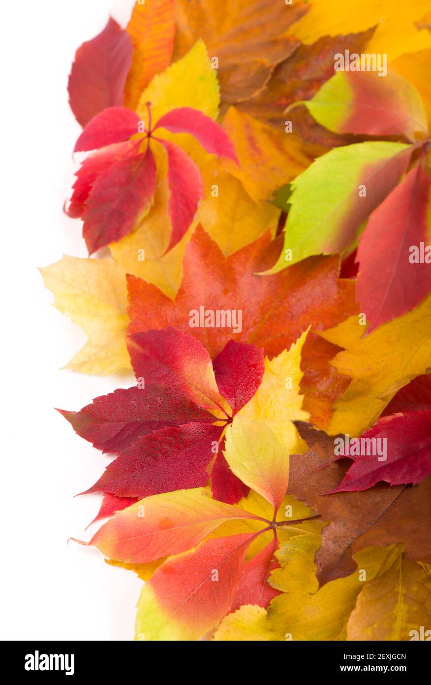 Gelb nasse Herbstblätter auf dem Hintergrund altes Holz Stockfoto