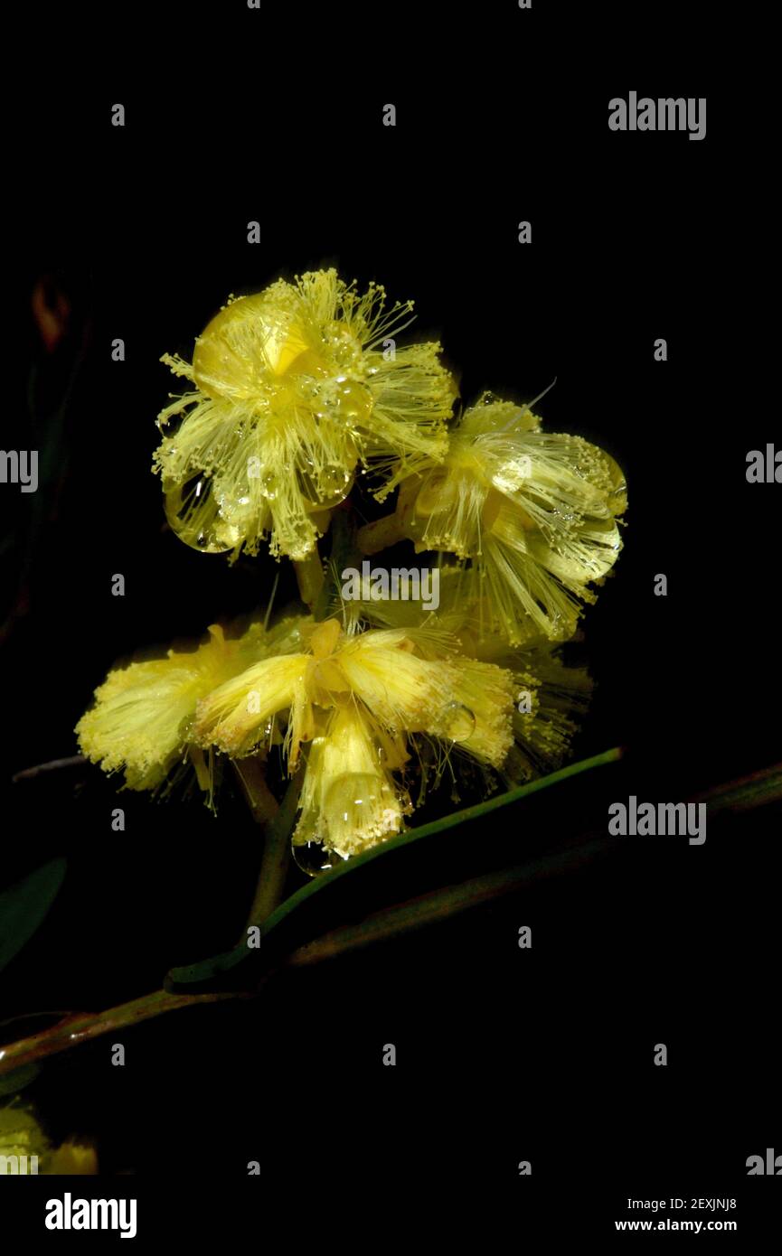 Es hatte gerade aufgehört zu regnen, als ich auf diese Wasserblüte mit Regentropfen stieß. Ich glaube, es war Silver Wattle (Acacia Dealbata). Stockfoto