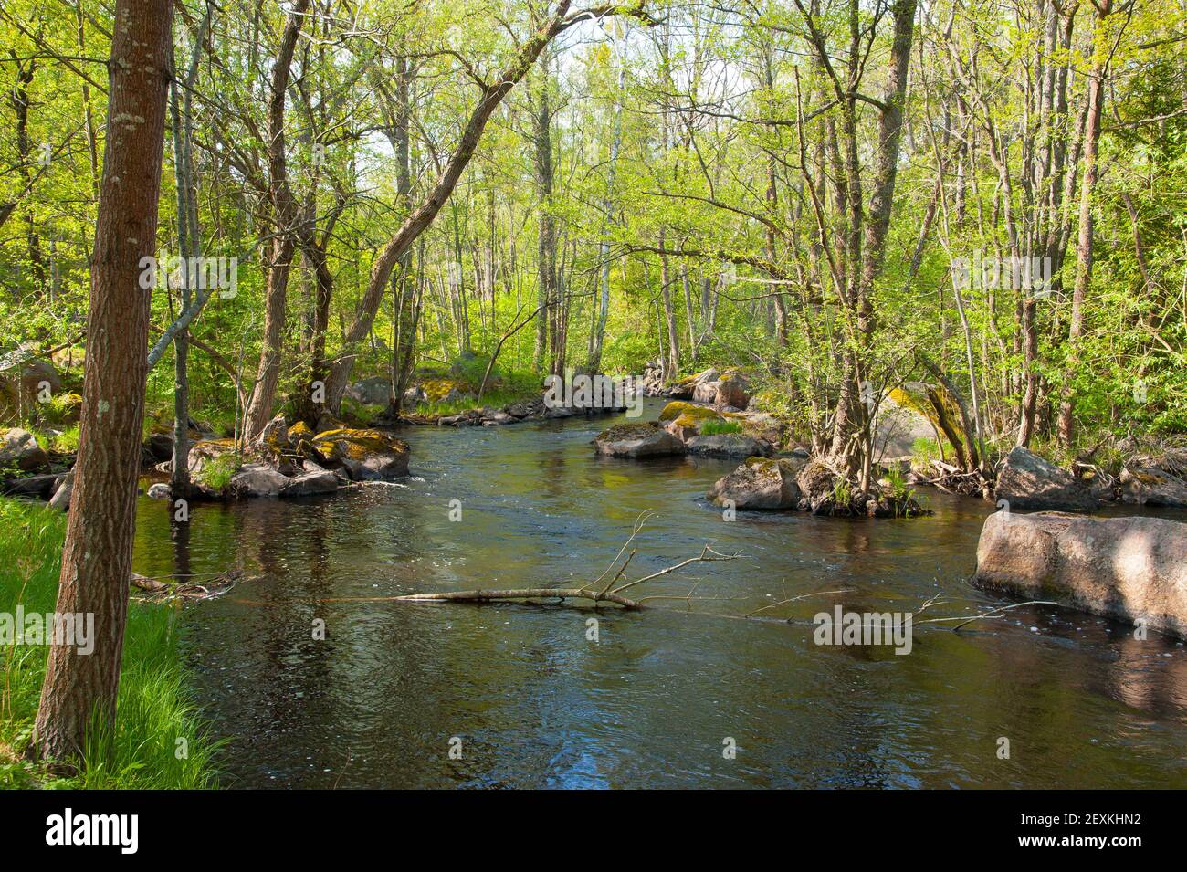 Fluss in den Wäldern von Schweden im Frühjahr Stockfoto