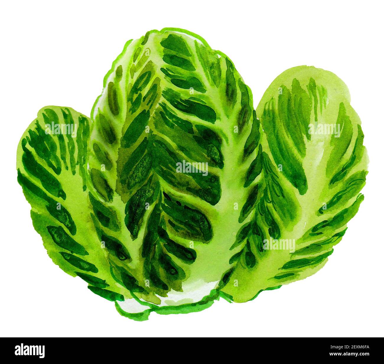 Grüne Salatblätter. Aquarellmalerei Stockfoto