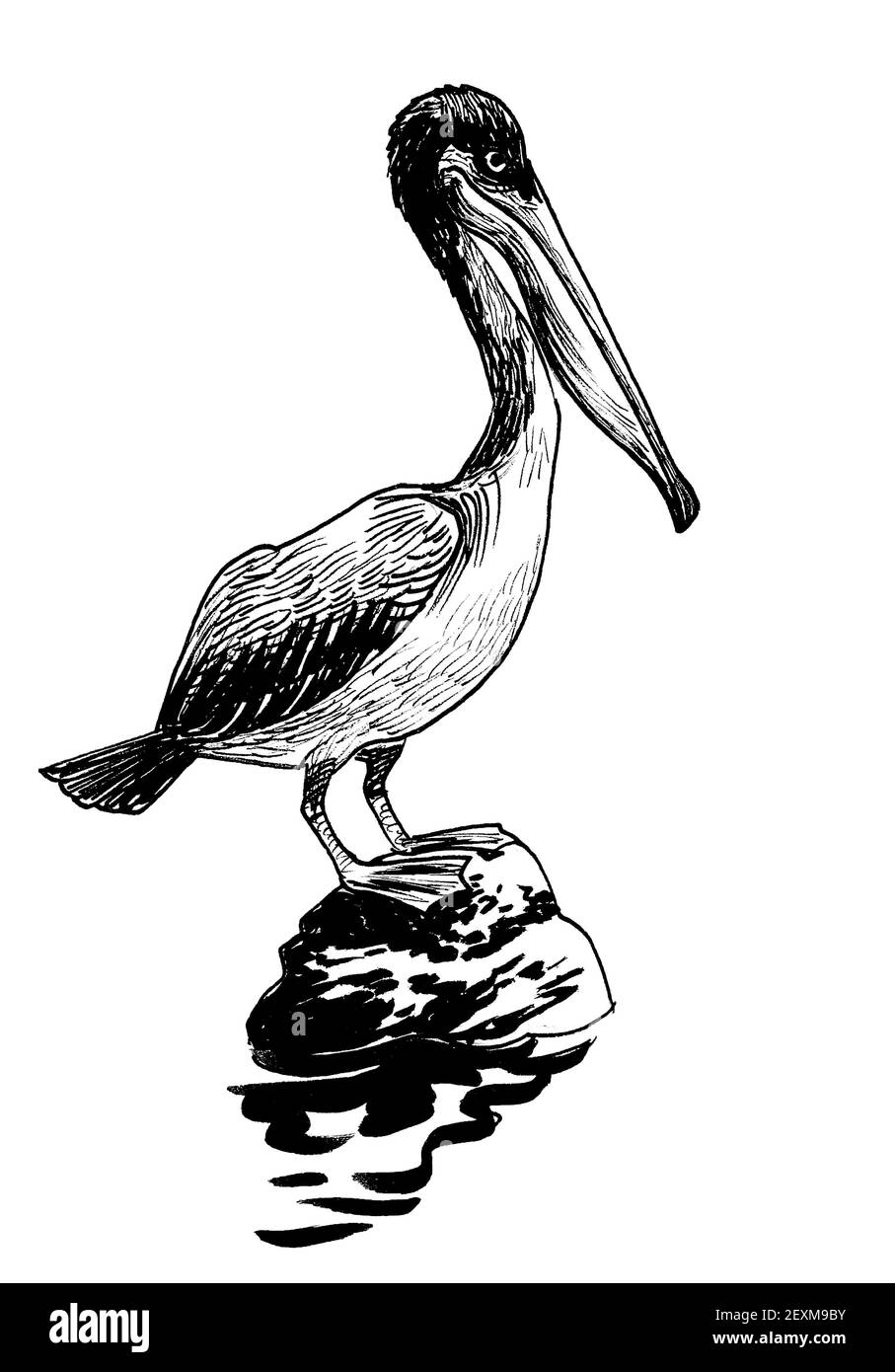 Pelikanvögel sitzen auf einem Stein. Tinte schwarz-weiß Zeichnung Stockfoto