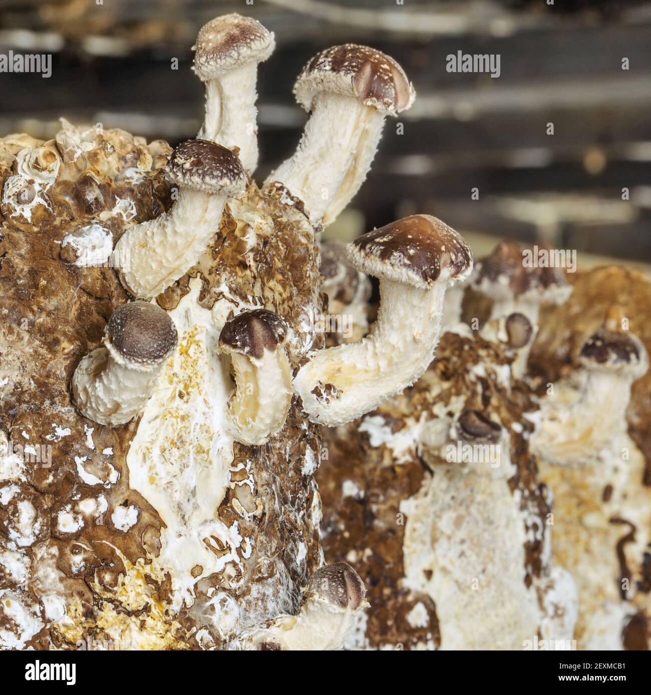 Fragment einer Pilzfarm. Pilzblöcke und junge Shiitake-Pilze. Stockfoto