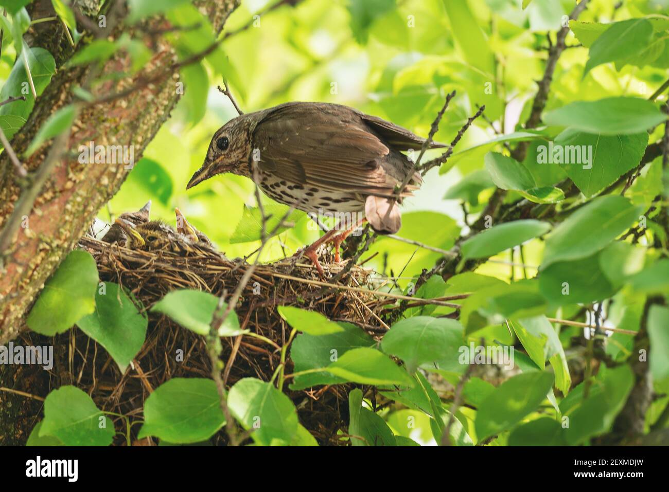 Der singvogel (lateinisch Turdus philomelos) brachte Nahrung zu seinen Nestlingen. Nest ist schalenförmig und aus trockenen Stämmen krautiger Pflanzen hergestellt. Stockfoto