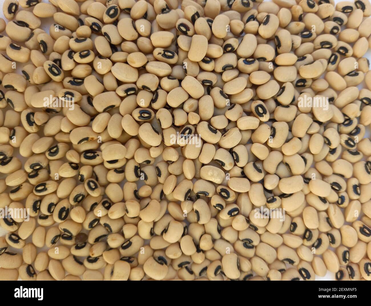 Ein Hintergrund von schwarzen Augen Bohnen (vigna ungiculata). Quelle für Protein und Ballaststoffe. Overhead-Aufnahme. Stockfoto