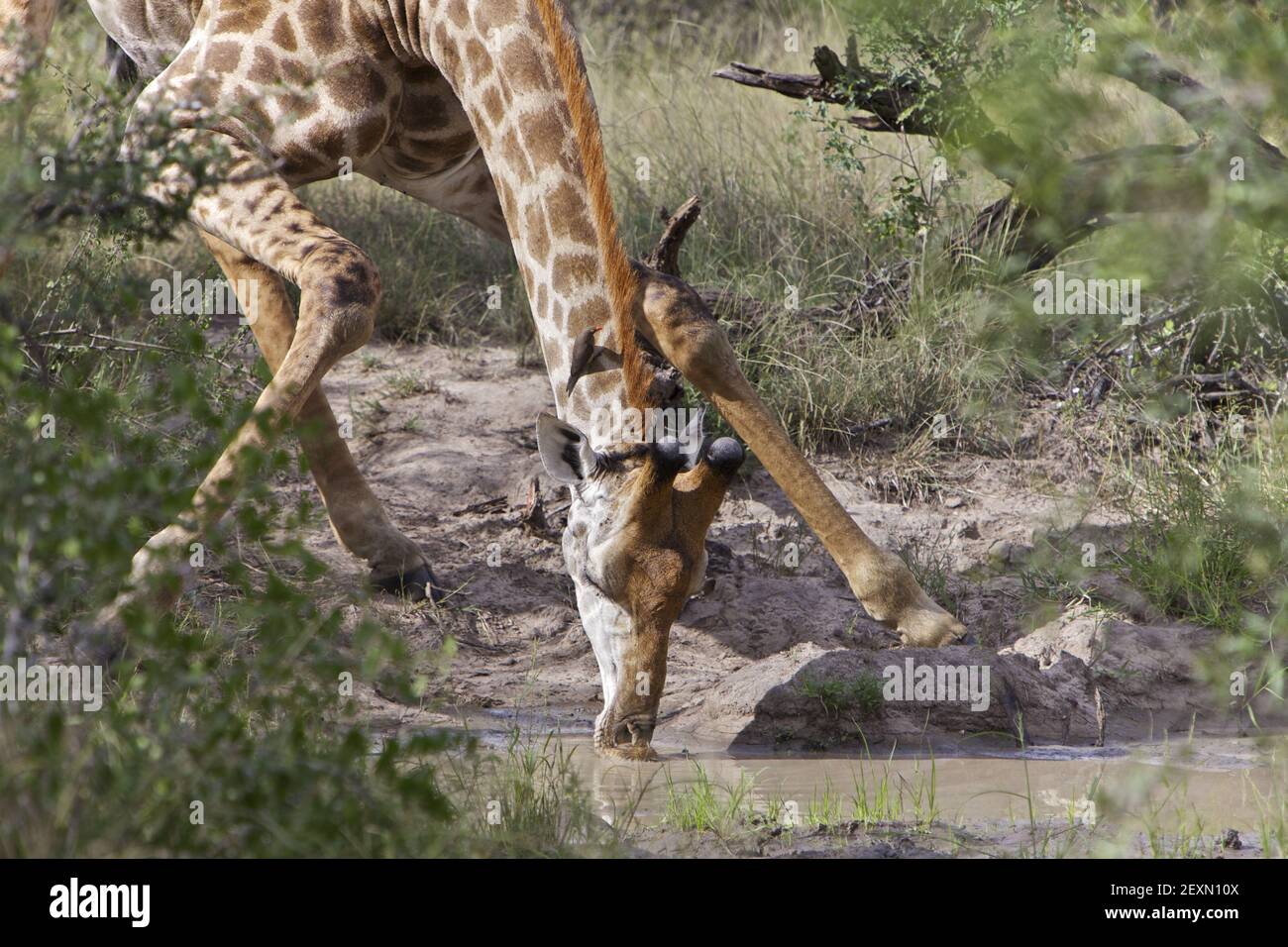 Giraffe trinken Stockfoto