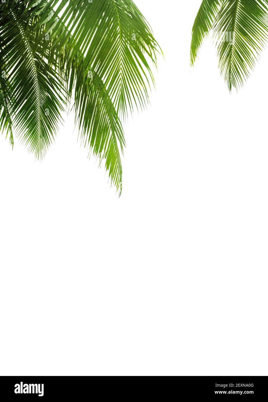 Grüne Palmenblätter weißer Hintergrund isoliert Nahaufnahme, Palmenblatt Eckrand, Palmenzweige Rahmen, Palme, tropisches Laub Banner, exotisches Muster Stockfotografie