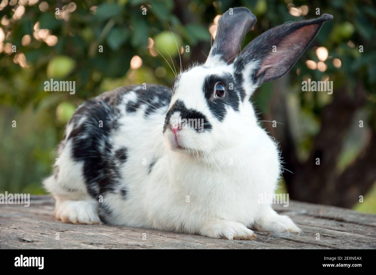 Schönes buntes Häschen mit großen Ohren im Garten Stockfoto
