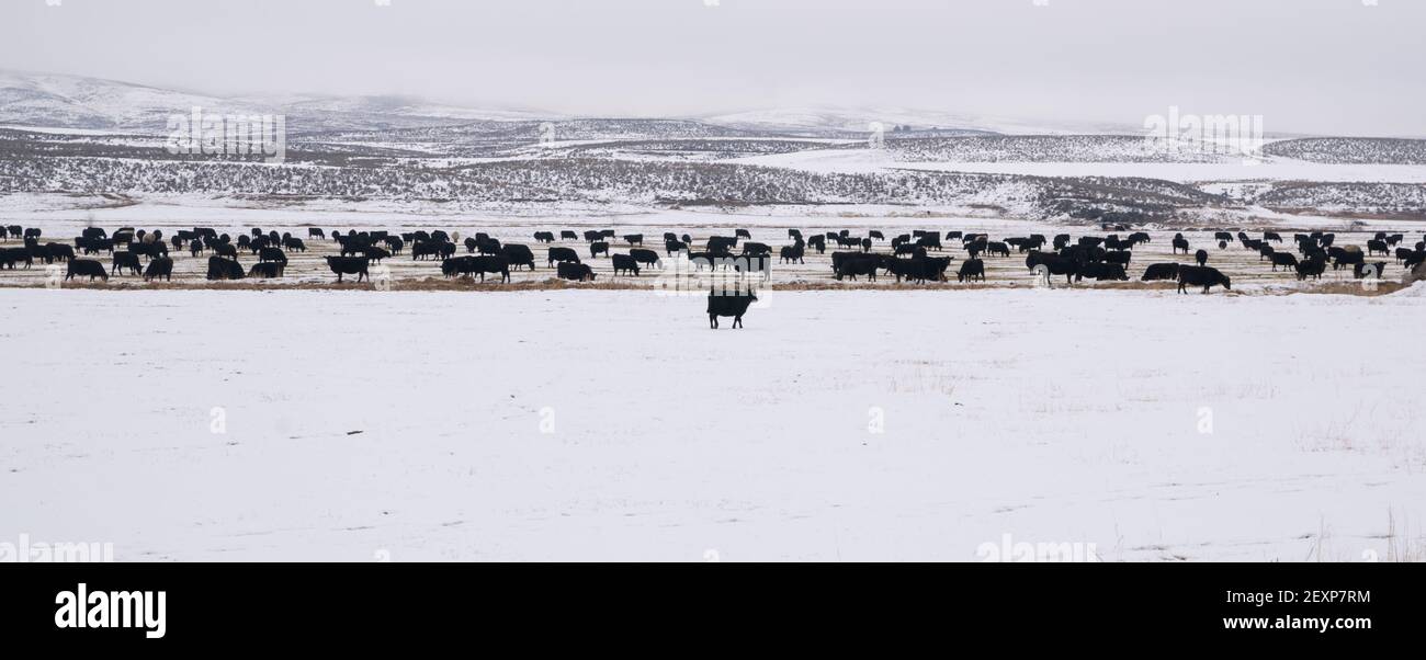 Angus Rinder Eisige Temperaturen Schnee Winter Bereich Stockfoto