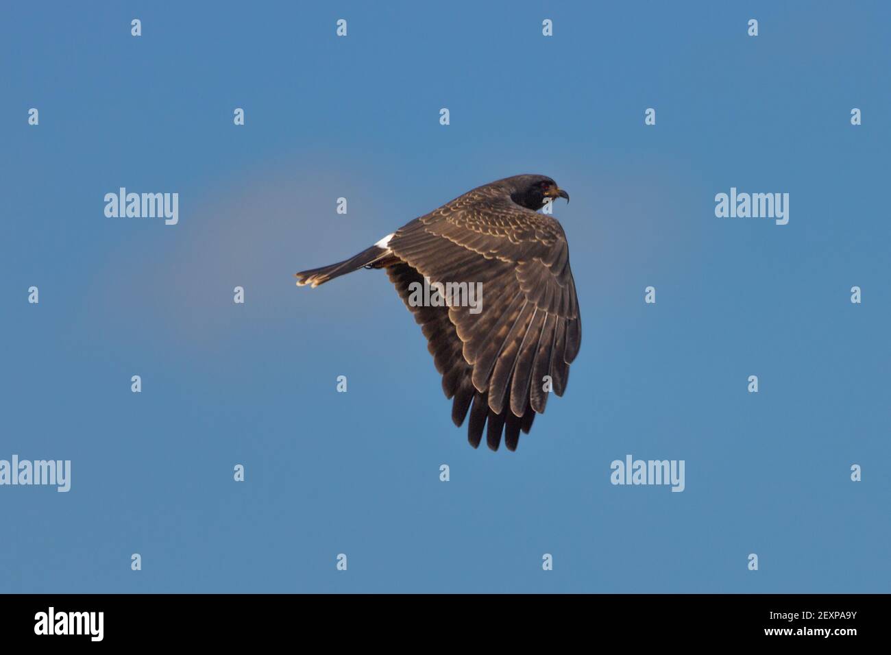 Schneckenkite (Rostrhamus sociabilis) im Flug im Pantanal in Mato Grosso, Brasilien Stockfoto