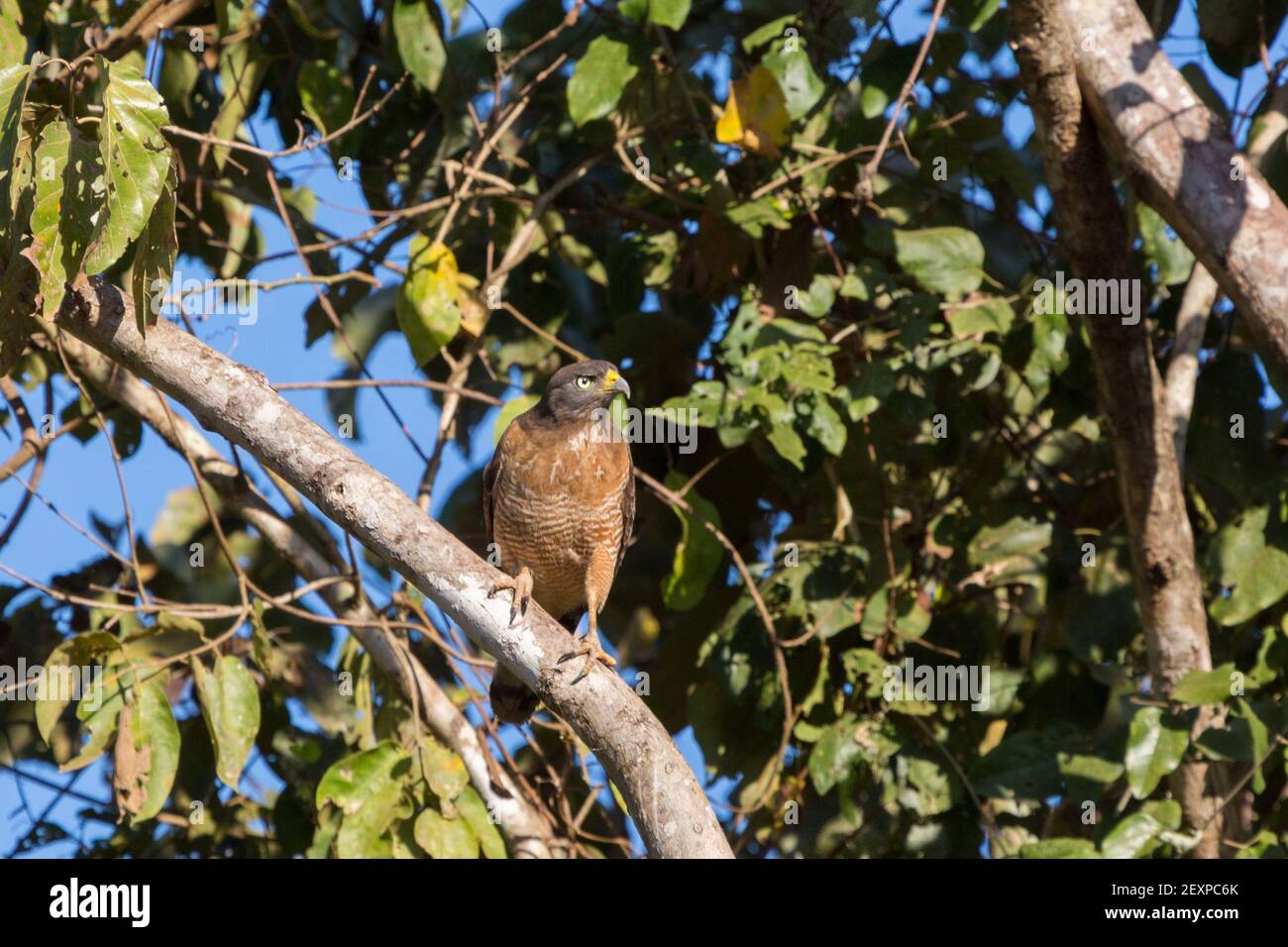 Roadside Hawk (Buteo magnirostris) in der Natur, gesehen im nördlichen Pantanal in Mato Grosso, Brasilien Stockfoto