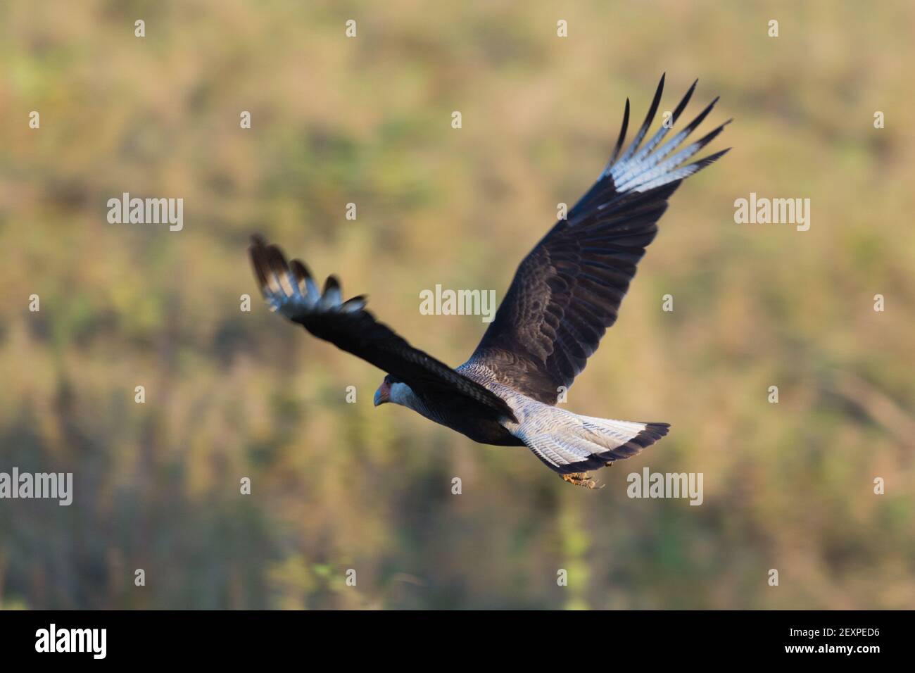 Fliegende Crested Caracara (Caracara plancus) im Pantanal in Mato Grosso, Brasilien Stockfoto