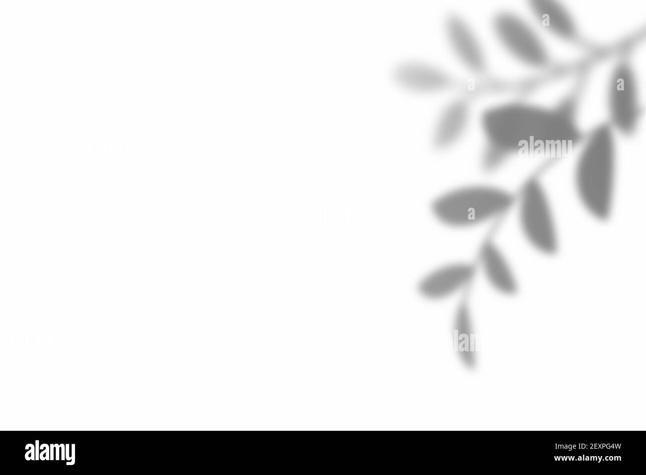 Schatten der Blattüberlagerung auf weißem Texturhintergrund. Zur dekorativen Produktpräsentation. Stockfoto