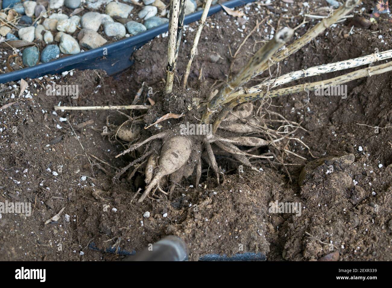 Eine große Masse von Dahlia-Wurzeln (Knollen), die am Ende der Gartensaison aus einem Gartenbeet gegraben werden. Stockfoto