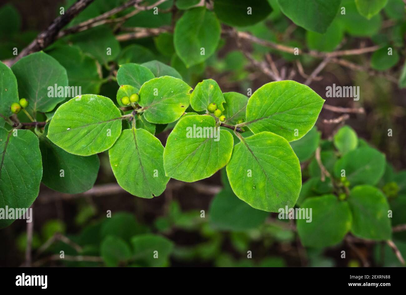 Fliege Geißblatt (Lonicera xylosteum) ist ein Laubsaub, der in Europa beheimatet ist. Seine Früchte (Beeren) sind giftig. Stockfoto