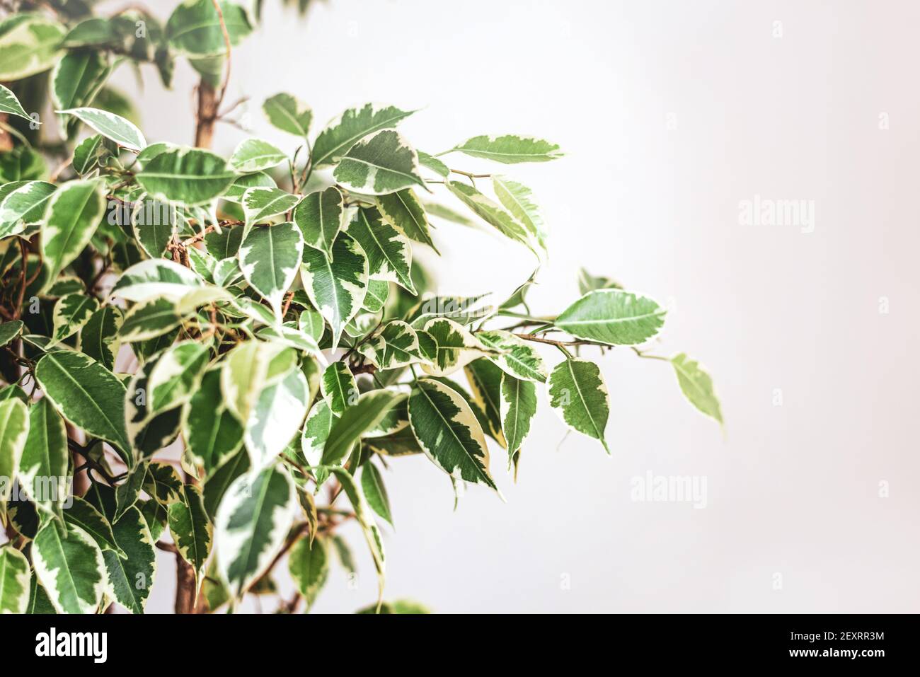 Ficus Benjamin im Topf, der im Fenstersiegel steht. Urbanes Dschungelkonzept. Natürliche Luftreiniger.Houseplant Porträt. Stockfoto