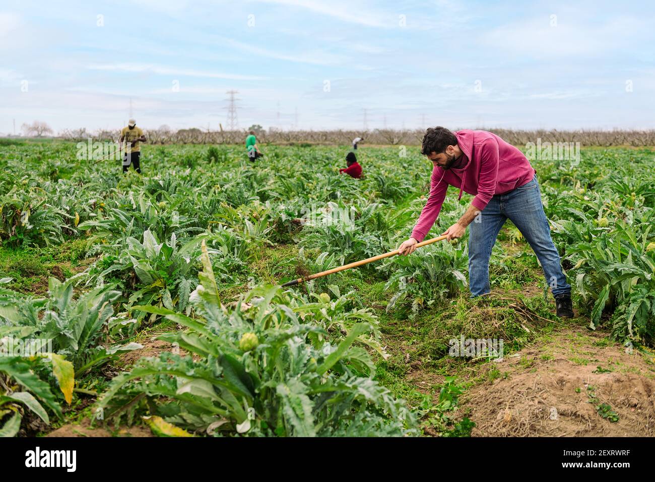 Landwirt Bodenbearbeitung in einem landwirtschaftlichen Feld mit Artischockenpflanzen, Konzept der Arbeit auf dem Feld und Bio-Landwirtschaft gepflanzt Stockfoto