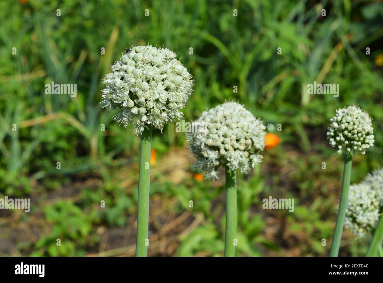 Blüte oder Verschraubung Zwiebeln Einstellung Samen, Zwiebel blühende