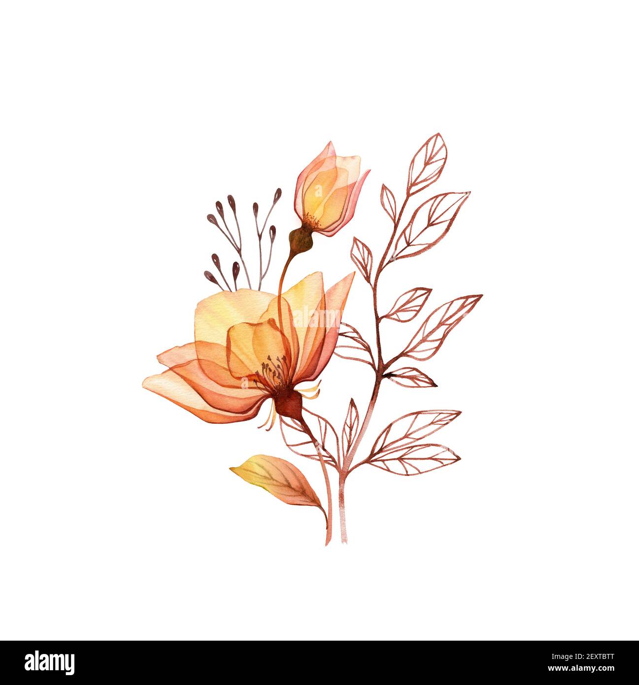Aquarell Rosenstrauß. Transparente orange Blüten mit Zweig und Blätter isoliert auf weiß. Handbemaltes Vintage Arrangement. Botanische Abbildung Stockfoto