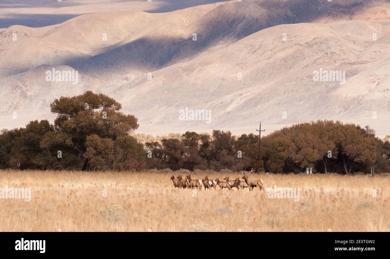 Männlicher Stier Elch Führt Weibliche Tierbrüter-Partner Viehzüchter Tal Stockfoto