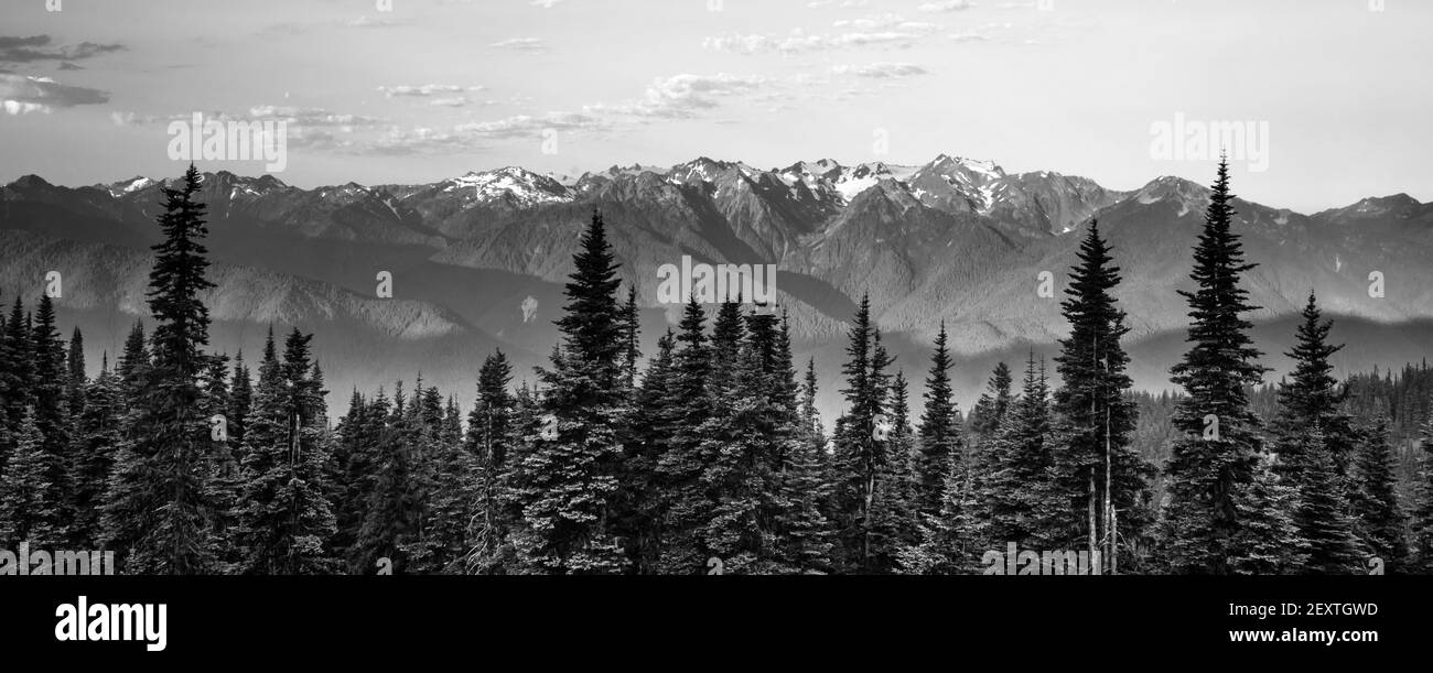 Am Frühen Morgen Light Olympic Mountains Hurricane Ridge Stockfoto